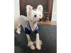 Doug (PA) Chinese Crested Senior Male