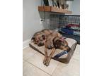 Suki American Pit Bull Terrier Adult Female