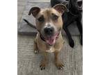 Kingston* American Pit Bull Terrier Young Male