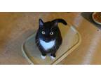 Adopt Jolly Rancher "JR" a Domestic Short Hair