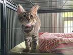 Genevire Domestic Mediumhair Kitten Female