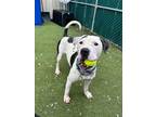Asgard American Pit Bull Terrier Adult Male