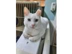 Adopt Frankie AND Sissy a Domestic Short Hair