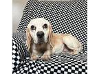 Gerald Beagle Senior Male