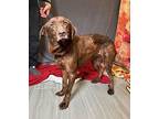 Bessie Labrador Retriever Adult Female
