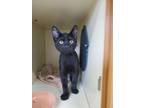 Omen Domestic Shorthair Kitten Male