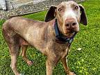 CALISTA Doberman Pinscher Adult Female