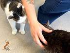Ginsburg Domestic Shorthair Senior Male