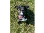 Mookie Mixed Breed (Large) Puppy Male