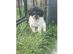 Adopt Marlin a Poodle