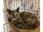 CiCi Domestic Shorthair Young Female