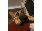 Adopt Jack a German Shepherd Dog