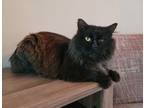 Adopt Fredrick a Domestic Long Hair, American Bobtail