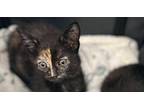 Vega Domestic Shorthair Kitten Female
