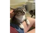 Adopt Milo a Tabby, Domestic Short Hair