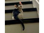 Adopt TUXY BABY a American Shorthair