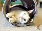 Colby Domestic Shorthair Senior Male
