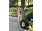 Adopt Rufus1 a Coonhound, Great Pyrenees