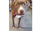 Adopt Sam a Yellow Labrador Retriever, Cattle Dog