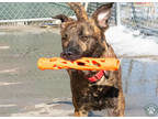 Adopt Mason a Brindle American Pit Bull Terrier / Mixed Breed (Medium) / Mixed
