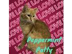 Adopt Peppermint Patty a Orange or Red Domestic Mediumhair (medium coat) cat in