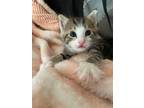 Adopt Allan a Gray, Blue or Silver Tabby Domestic Shorthair / Mixed (short coat)