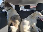 Adopt Abigail a Tricolor (Tan/Brown & Black & White) Anatolian Shepherd / Great
