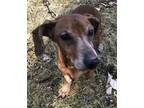 Adopt Louis a Red/Golden/Orange/Chestnut Dachshund / Mixed dog in Oak Ridge