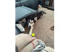 Adopt Ruckus a Black - with White Husky / Alaskan Malamute / Mixed dog in Hyrum