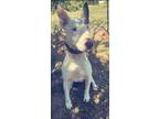 Adopt Bones a White - with Black Bull Terrier / Mixed dog in Killeen