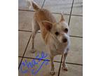 Adopt Chase a Tan/Yellow/Fawn Chinese Crested / Pomeranian / Mixed (short coat)