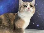 Poppy Scottish Fold Dilute Tortie Girl