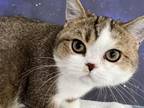Paolo Scottish Fold Golden Bicolor Boy
