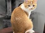 Phoenix Scottish Fold Red Bicolor Boy