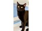 Adopt Vanilla a All Black American Shorthair / Mixed cat in Nazareth