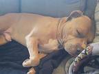 Honcho Staffordshire Bull Terrier Adult Male