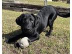 Putter Labrador Retriever Puppy Male