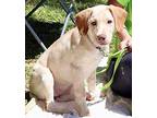 Rapunzel Labrador Retriever Puppy Female