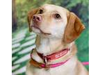Baker (aka Mason) Labrador Retriever Adult Male