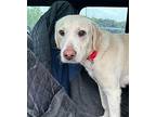 Archer Labrador Retriever Young Male