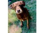 Atticus Labrador Retriever Adult Male