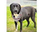 Claire Labrador Retriever Young Female