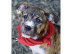Sadie Labrador Retriever Puppy Female