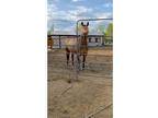 Buckskin Mare