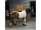 Adopt Fiona a Quarterhorse