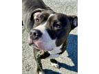 Adopt Rainbow a Pit Bull Terrier, Mixed Breed