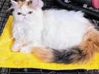 Cfa Registered Brown Patched Tabby And White