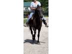Well Trained Seasoned Neck Reining Trail Mount