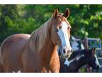 Youth Ranch/cow/trail horse