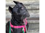 Adopt Nova Aria a Cane Corso, Mixed Breed